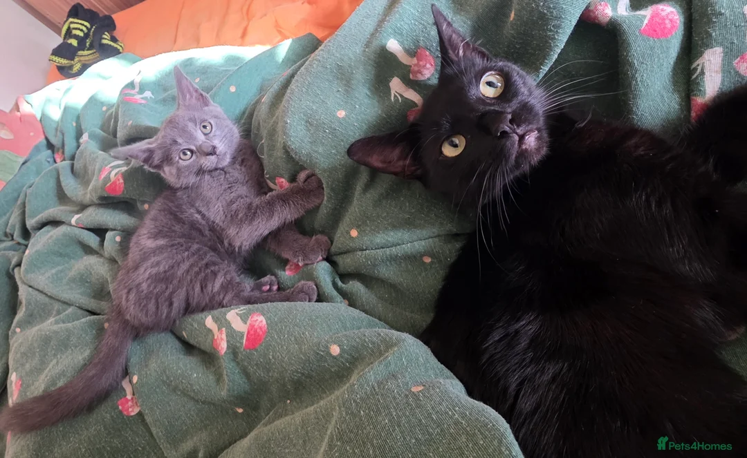 Mixed Breed cats for sale: Gray tabby kitten in North Walsham - Advert 2
