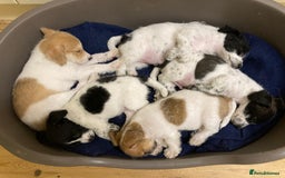 Jackapoo dogs for sale: @@GORGEOUS JACKAPOO PUPPIES@@ - Advert 2