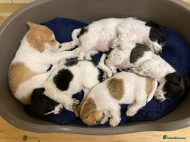 Jackapoo dogs - Advert 1