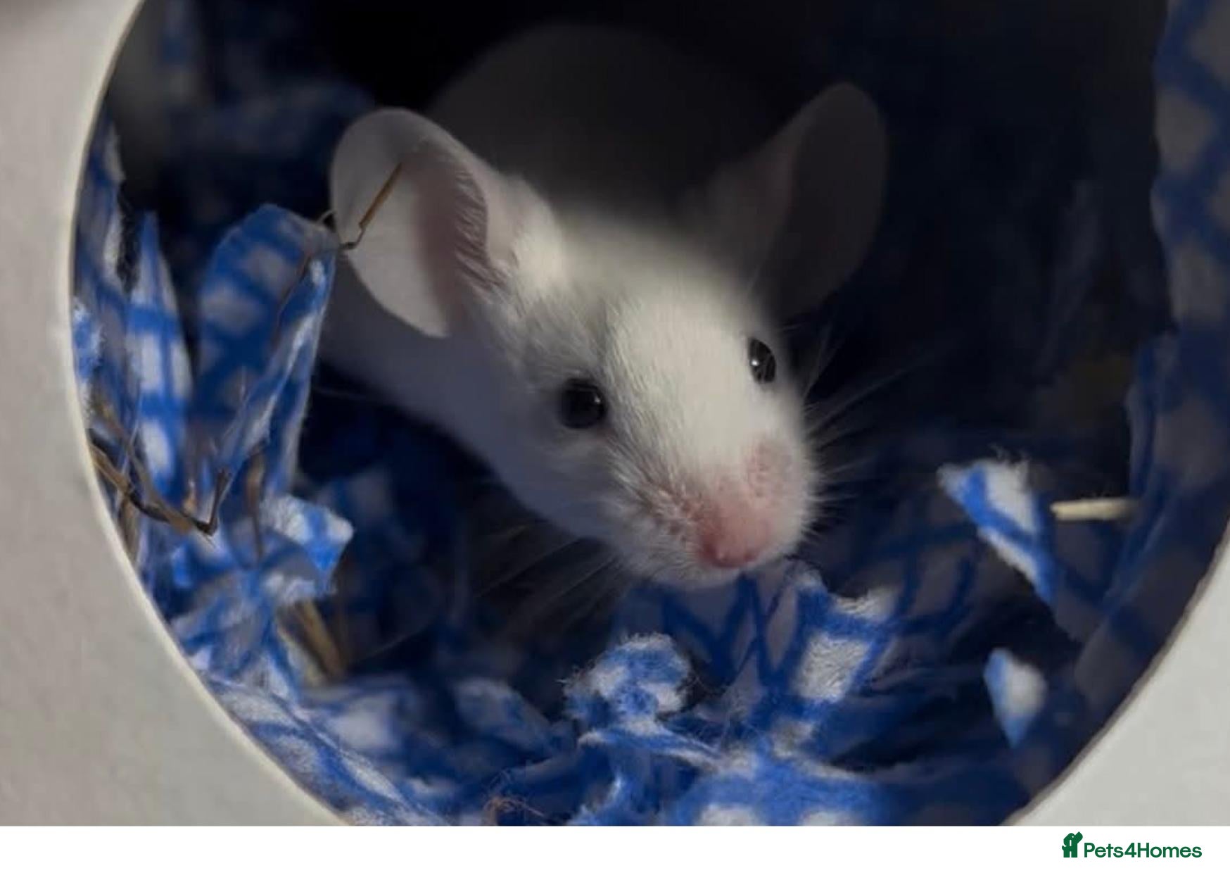 Mouse rodents Fancy mice pair  - Advert 3