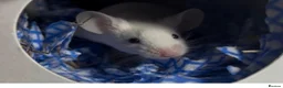 Mouse rodents for sale: Fancy mice pair  - Advert 1