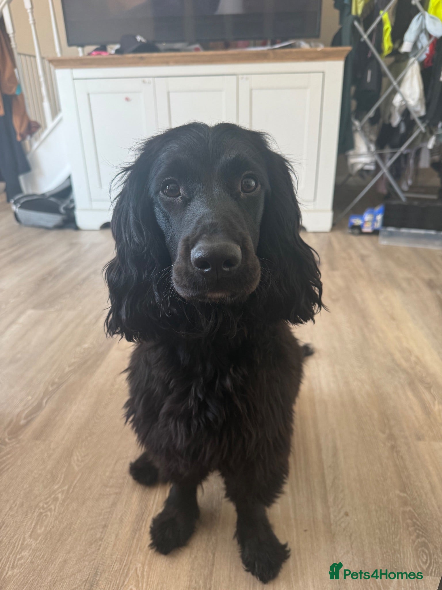 Sprocker dogs Male sprocker  - Advert 2