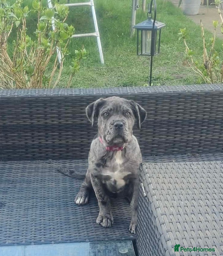 Cane Corso dogs Beautiful Cane Corso Merle ❤️ - Advert 1