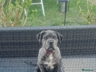 Cane Corso dogs Beautiful Cane Corso Merle ❤️ - Advert 16