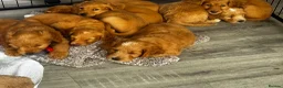 Mixed Breed dogs for sale: Mini Goldendoodle - Advert 24