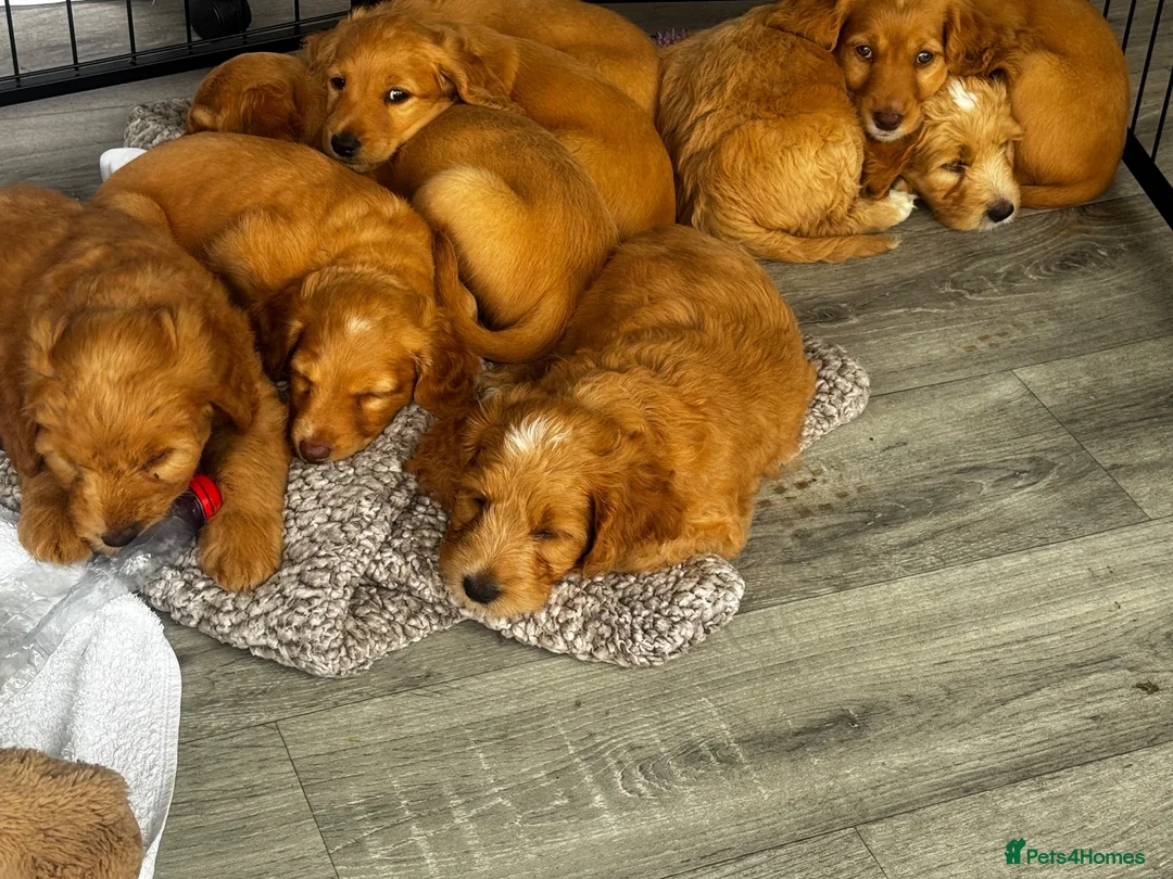 Mixed Breed dogs for sale: Mini Goldendoodle - Advert 24