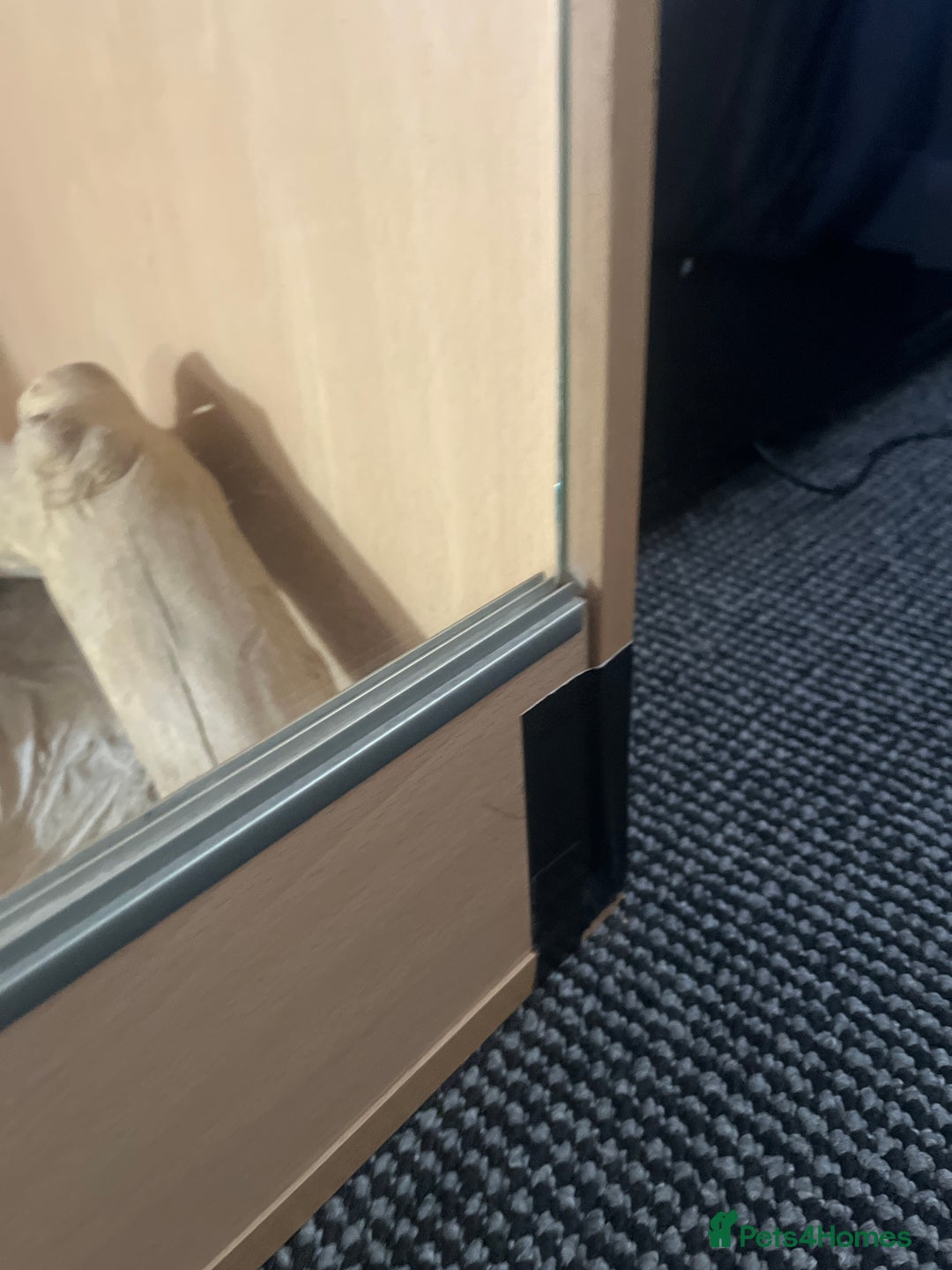 Bearded Dragon reptiles for sale: bearded dragon for sale - Image 2