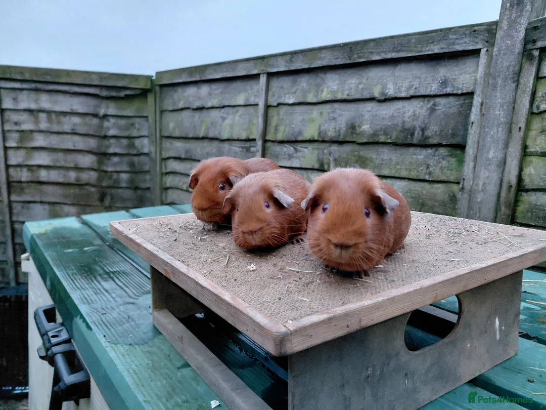 Guinea Pig rodents for sale: PE Golden and Abyssinians Available   - Advert 6