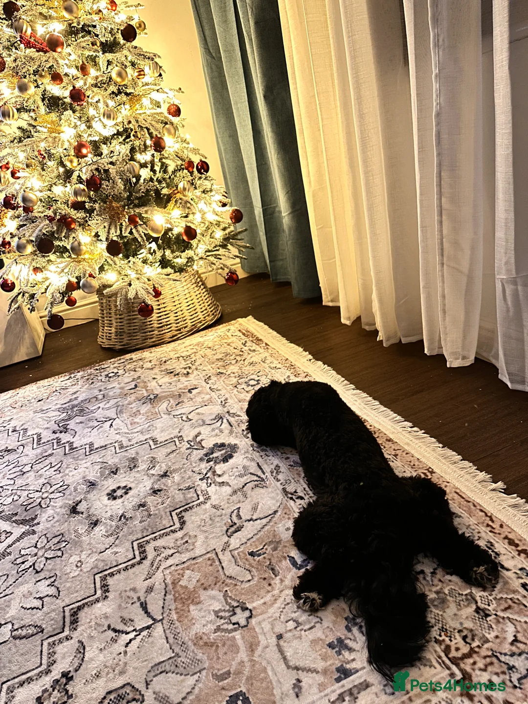 Maltipoo dogs for sale: Maltipoo male in Maidstone - Advert 2