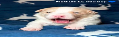 MEDIUM EE RED BOY 