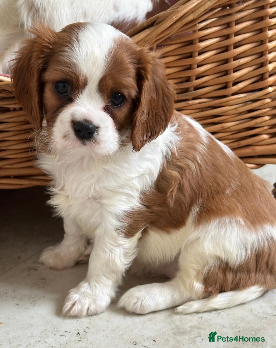 Cavalier King Charles Spaniel dogs for sale: Beautiful cavalier King Charles puppy’s  - Advert 3