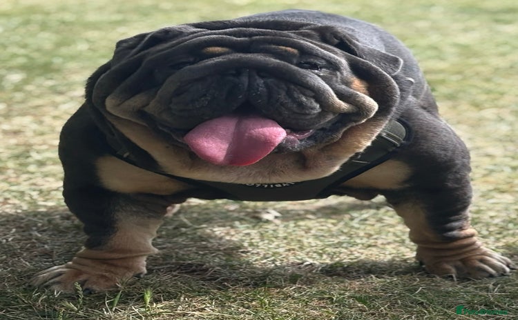 English Bulldog dogs - Advert 2