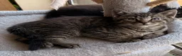 Mixed Breed cats for sale: Kittens for sale - Advert 3