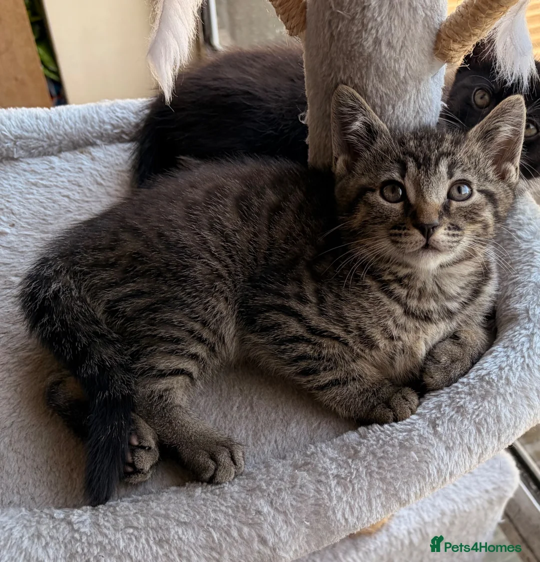 Mixed Breed cats for sale: Kittens for sale - Advert 3
