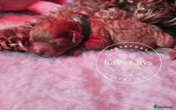 Cavapoo dogs for sale: F1B Cavapoo puppies DUE 4 Aug.DNA hereditory clear - Image 4
