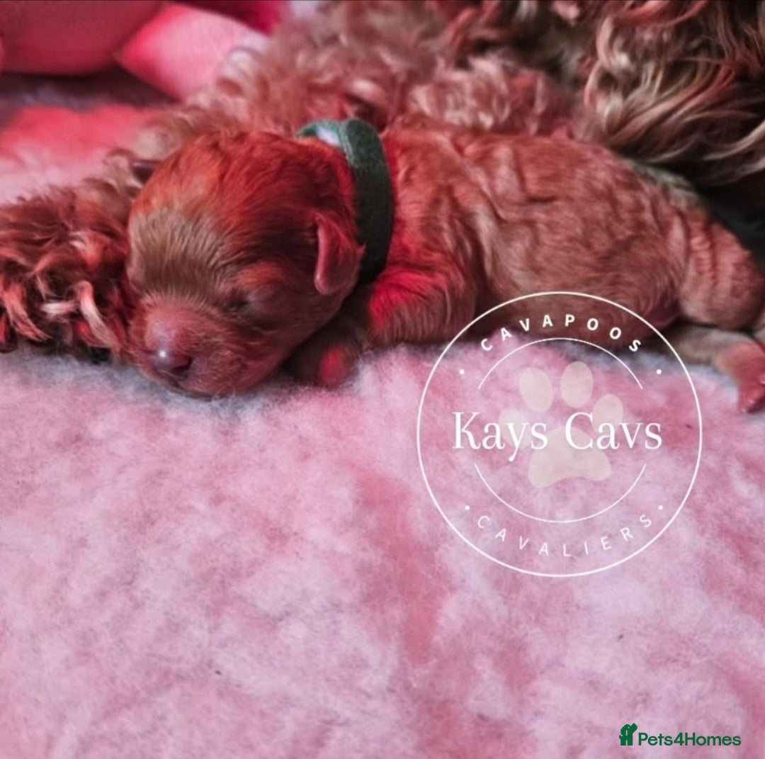 Cavapoo dogs for sale: F1B Cavapoo puppies DUE 4 Aug.DNA hereditory clear - Image 4