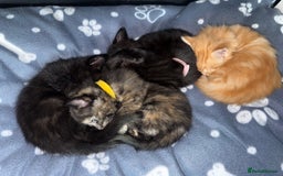 Mixed Breed cats for sale: 2 male and 2 females looking for fur ever homes  - Image 10