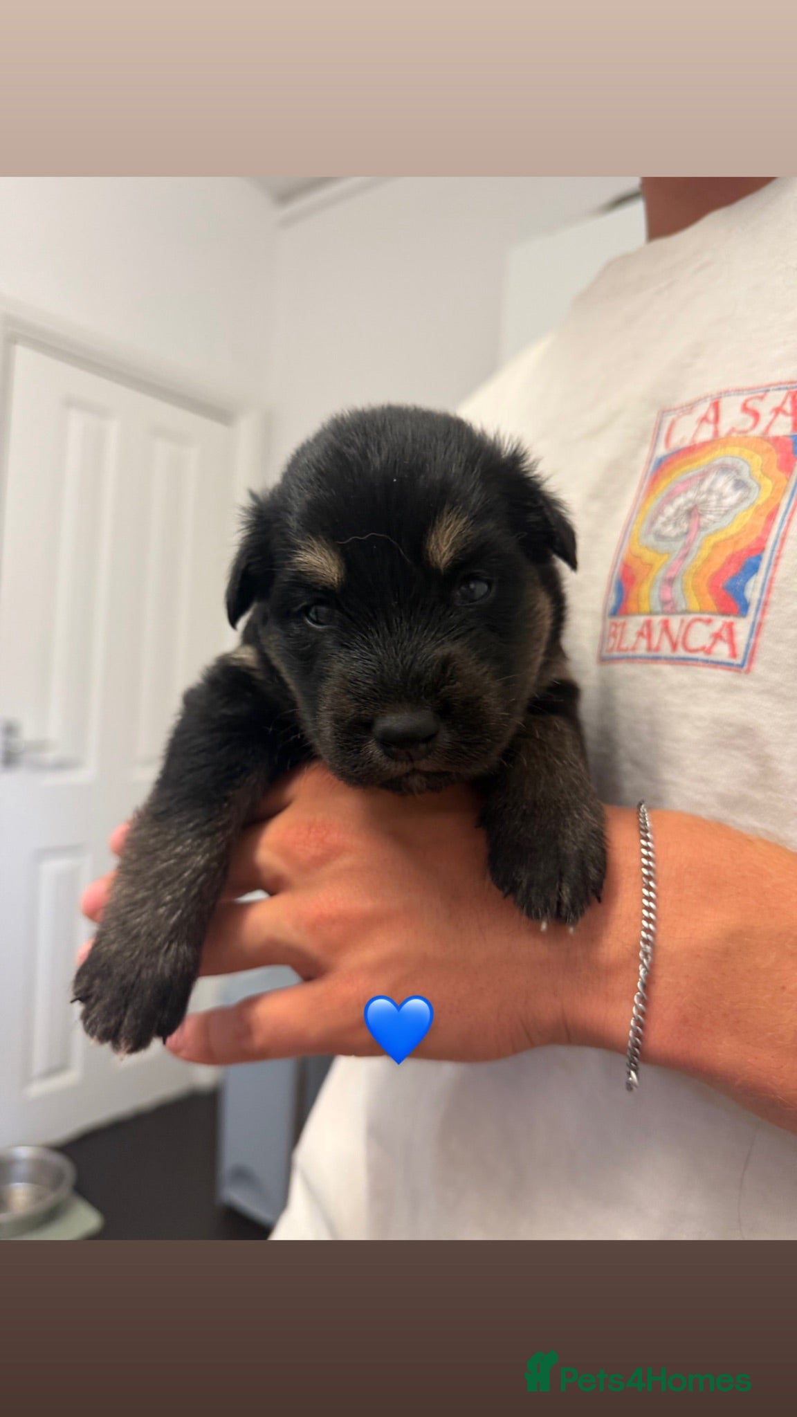 Shepsky dogs Beautiful shepsky pups for sale  - Advert 1