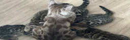 Bengal cats for sale: 2 Bengals Kittens Left ✨ in Southam - Advert 2
