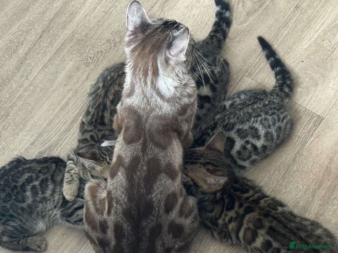 Bengal cats for sale: 2 Bengals Kittens Left ✨ in Southam - Advert 2
