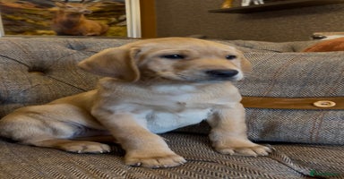 Labrador Retriever dogs - Advert 8