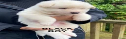 Akita dogs for sale: Beautiful Japanese Akita Puppies - Advert 7