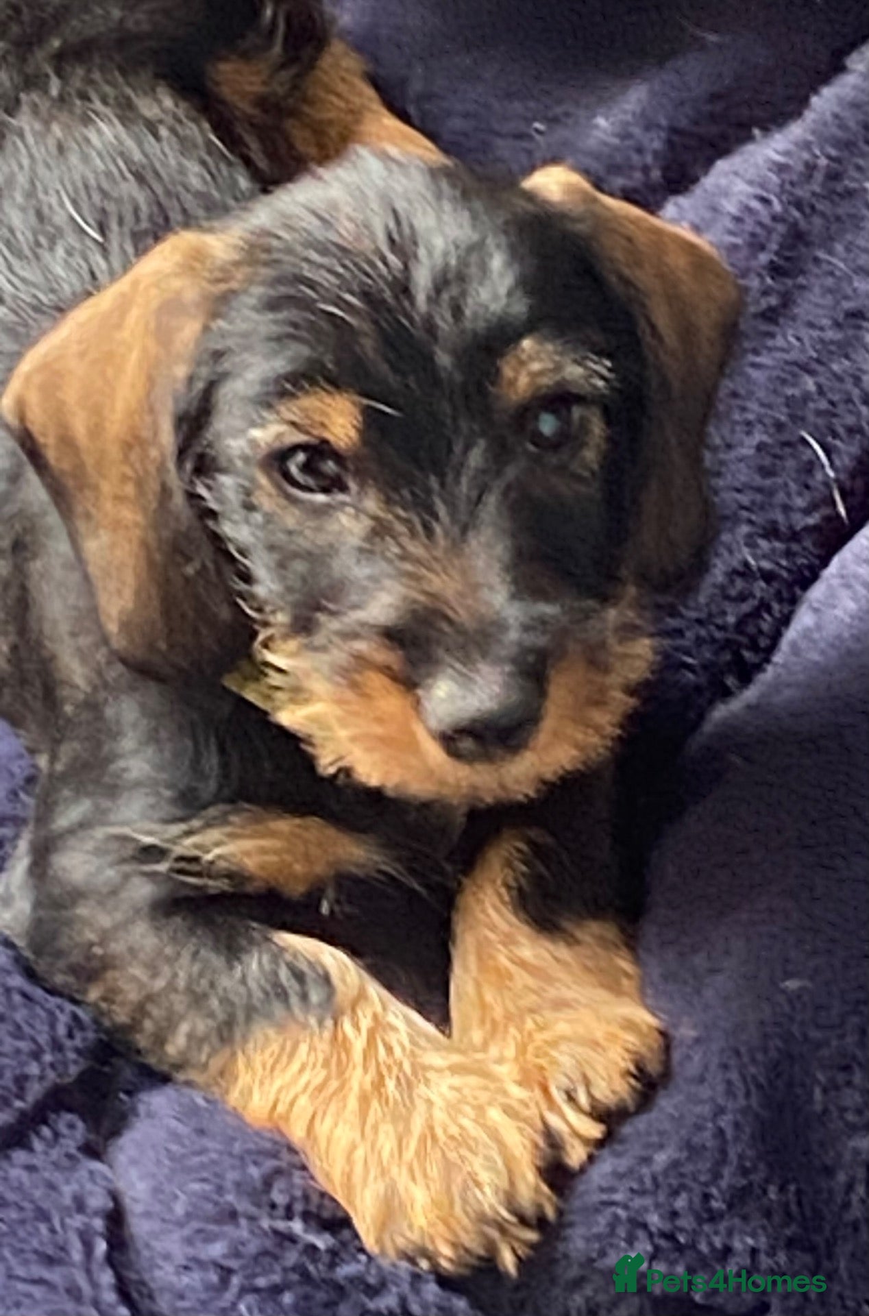 Dachshund dogs Standard Wire Haired Dachshunds  - Advert 7