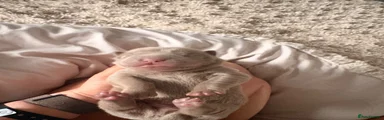 Shar Pei 2