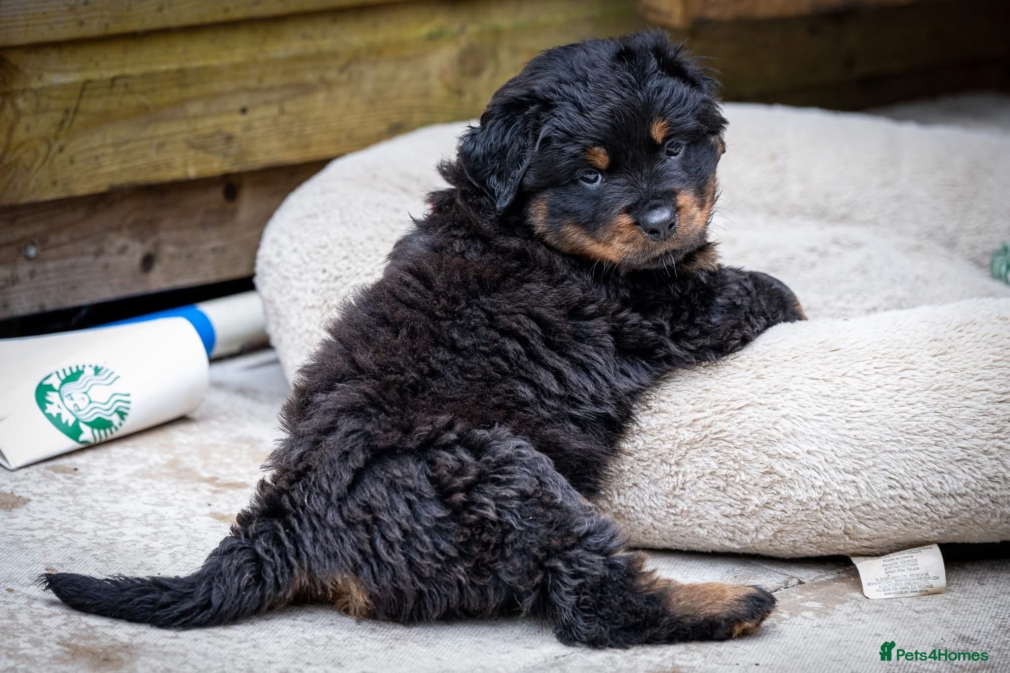 Rottweiler dogs Rottweilers KC reg LONG COATS  - Advert 3