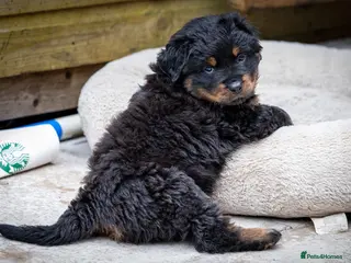 Rottweiler dogs Rottweilers KC reg LONG COATS - Advert 3