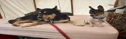 Mixed Breed dogs for stud: Arco - Jack Russell/Chihuahua X for Stud in Preston - Advert 11
