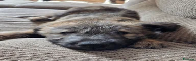 Lurcher Puppy 2