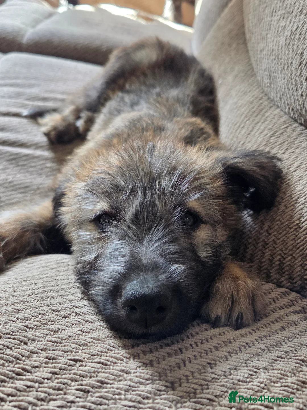 Lurcher dogs for sale: Lurcher  - Advert 2
