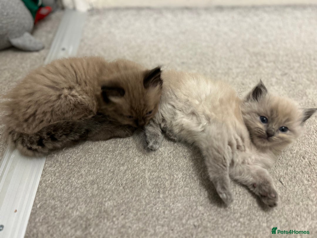 Ragdoll cats for sale: Ragdoll Kittens  - Advert 14