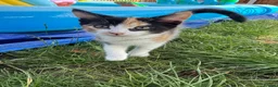 Norwegian Forest Cat cats for sale: 3 kittens - Advert 10