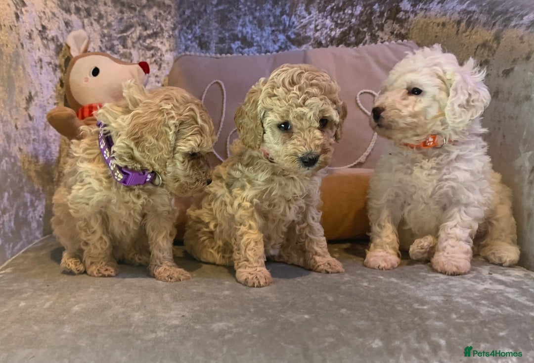 Toy Poodle dogs for sale: ✨Beautiful Litter of Healthy Poodle Puppies ✨🐩 - Advert 10