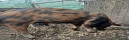 Pig livestock for sale: Pet Pigs - Advert 8