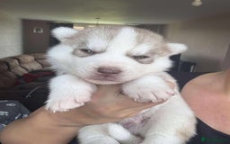 Siberian Husky dogs for sale: Beautiful KC registered Siberian puppies  - Image 18