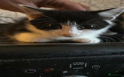Mixed Breed cats for sale: Kittens  - Image 5