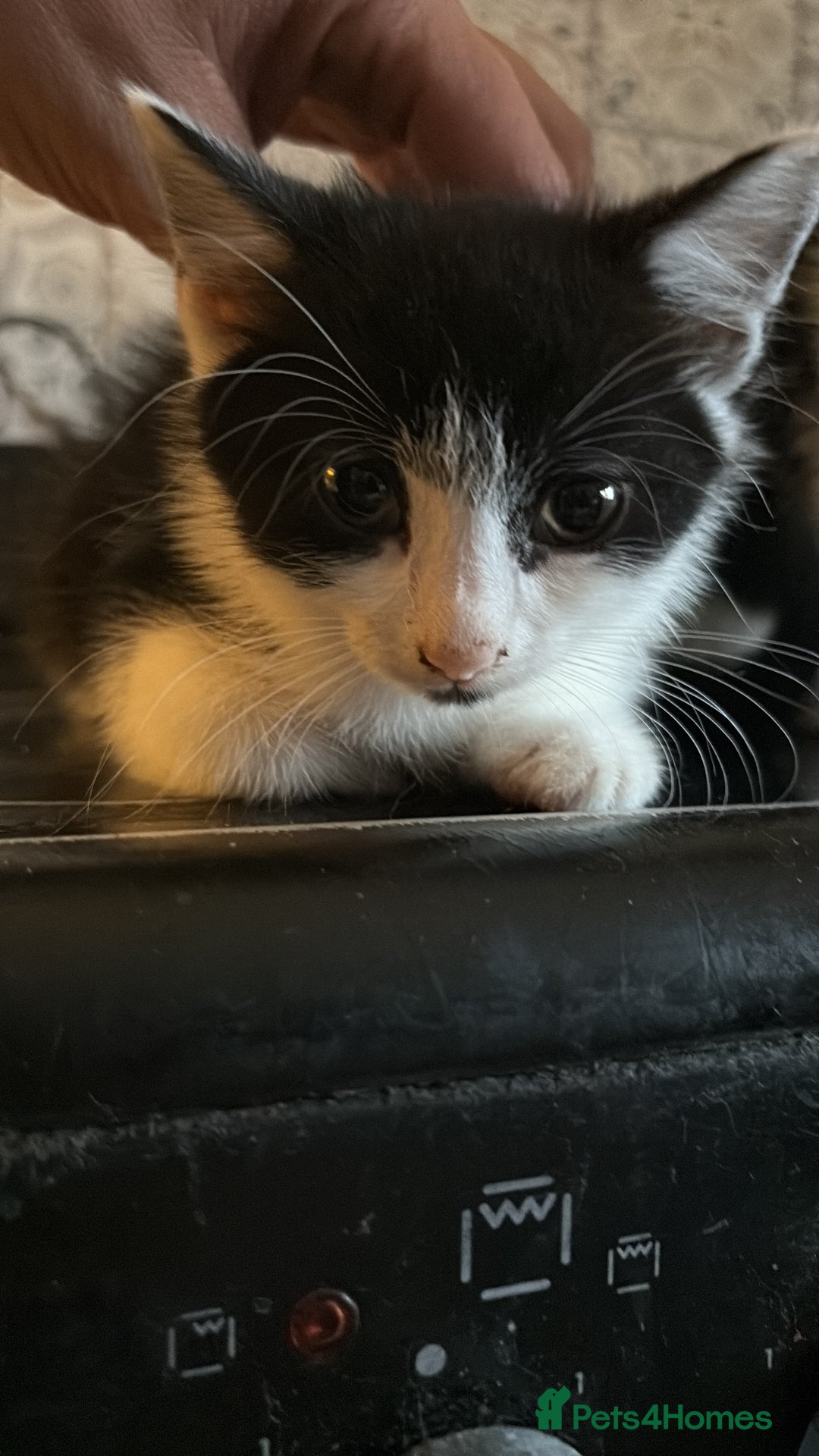 Mixed Breed cats for sale: Kittens  - Image 5
