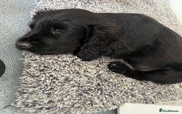 Cocker Spaniel dogs for sale: 11 week old male cocker spaniel  - Image 1