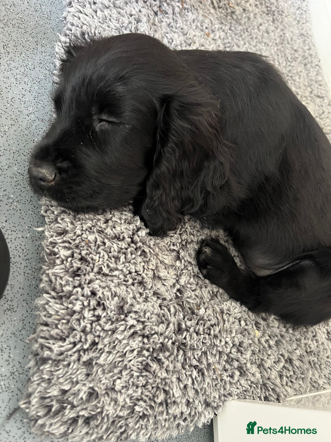 Cocker Spaniel dogs for sale: 11 week old male cocker spaniel  - Image 1