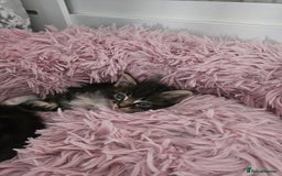 Maine Coon cats for sale: Gorgeous maincoon kittens - Image 15