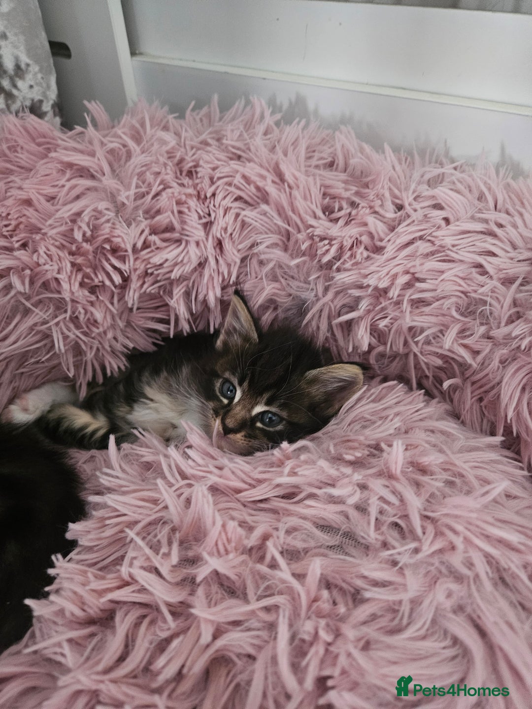 Maine Coon cats for sale: Gorgeous maincoon kittens - Image 15