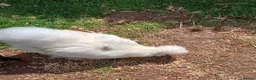 Chickens poultry for sale: Silkie hens - Advert 7