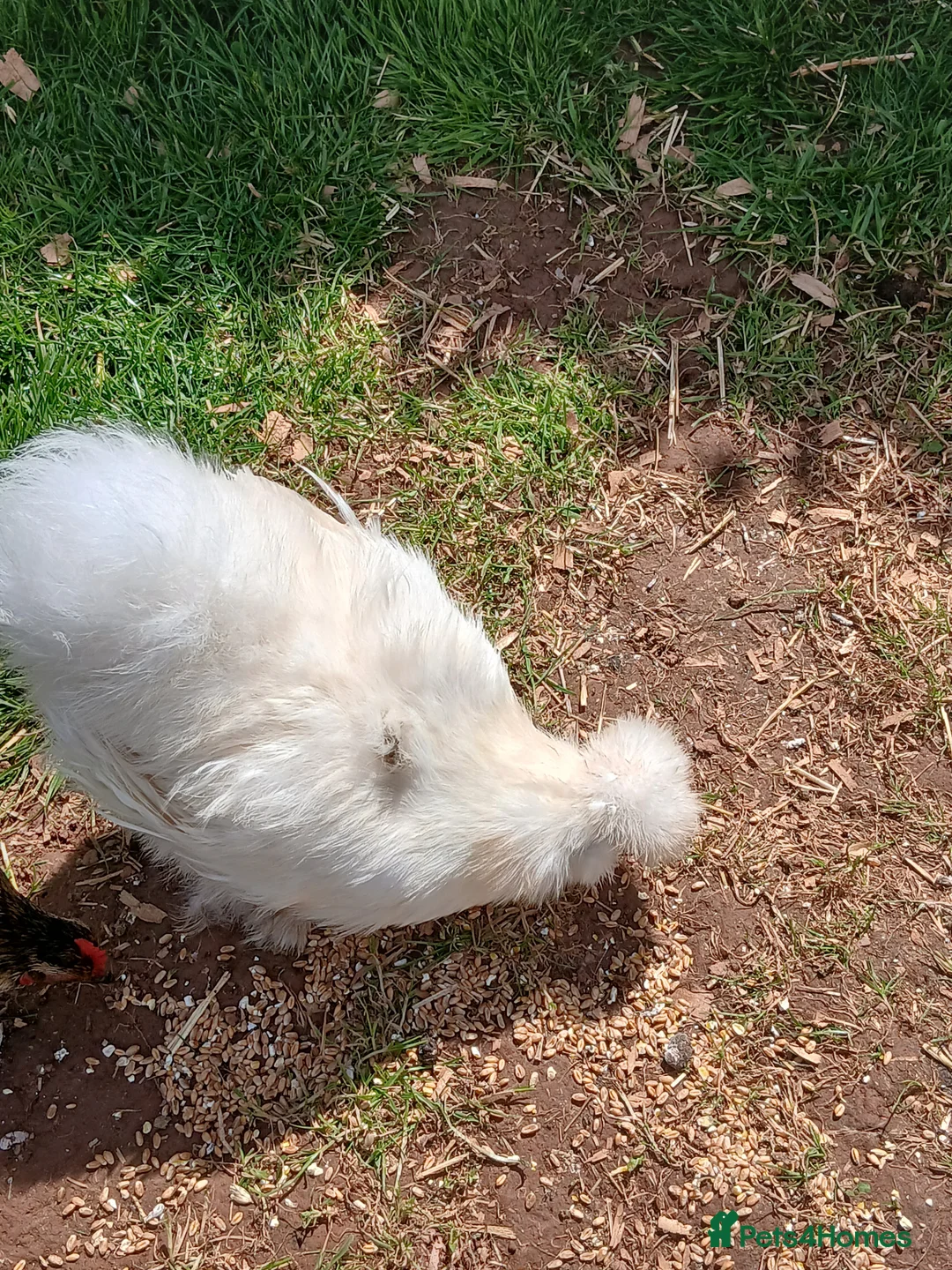 Chickens poultry for sale: Silkie hens - Advert 7