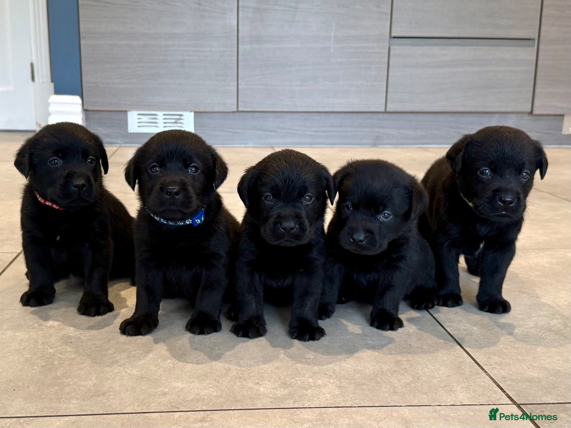 Labrador Retriever dogs 🌸 Top quality Pedigree, excellent DNA & Health  - Advert 2