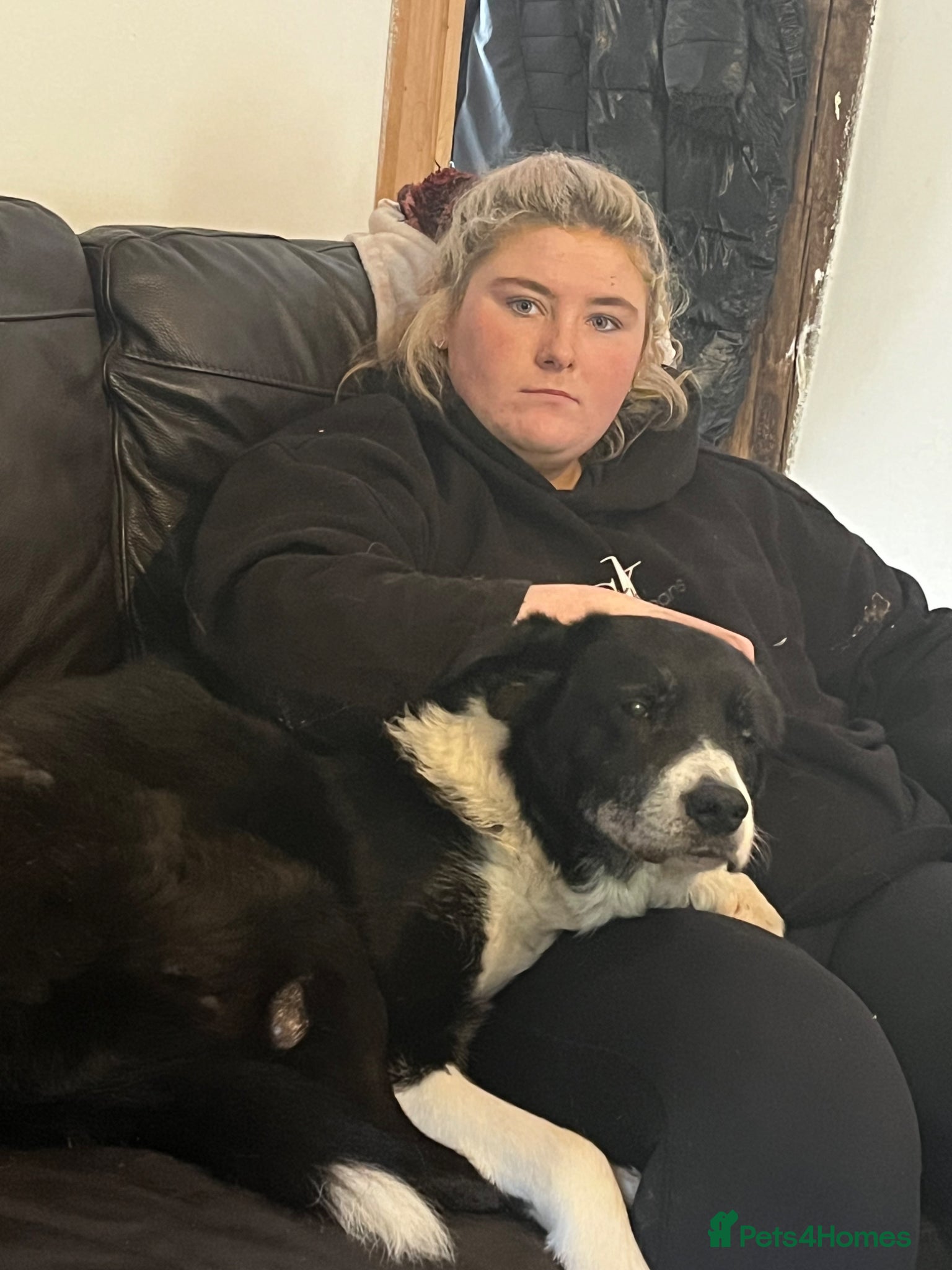 Border Collie dogs for sale: Blue merle  in Ammanford - Advert 8