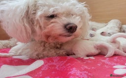 Bichon Frise dogs for sale: Bichon Frise - Image 3