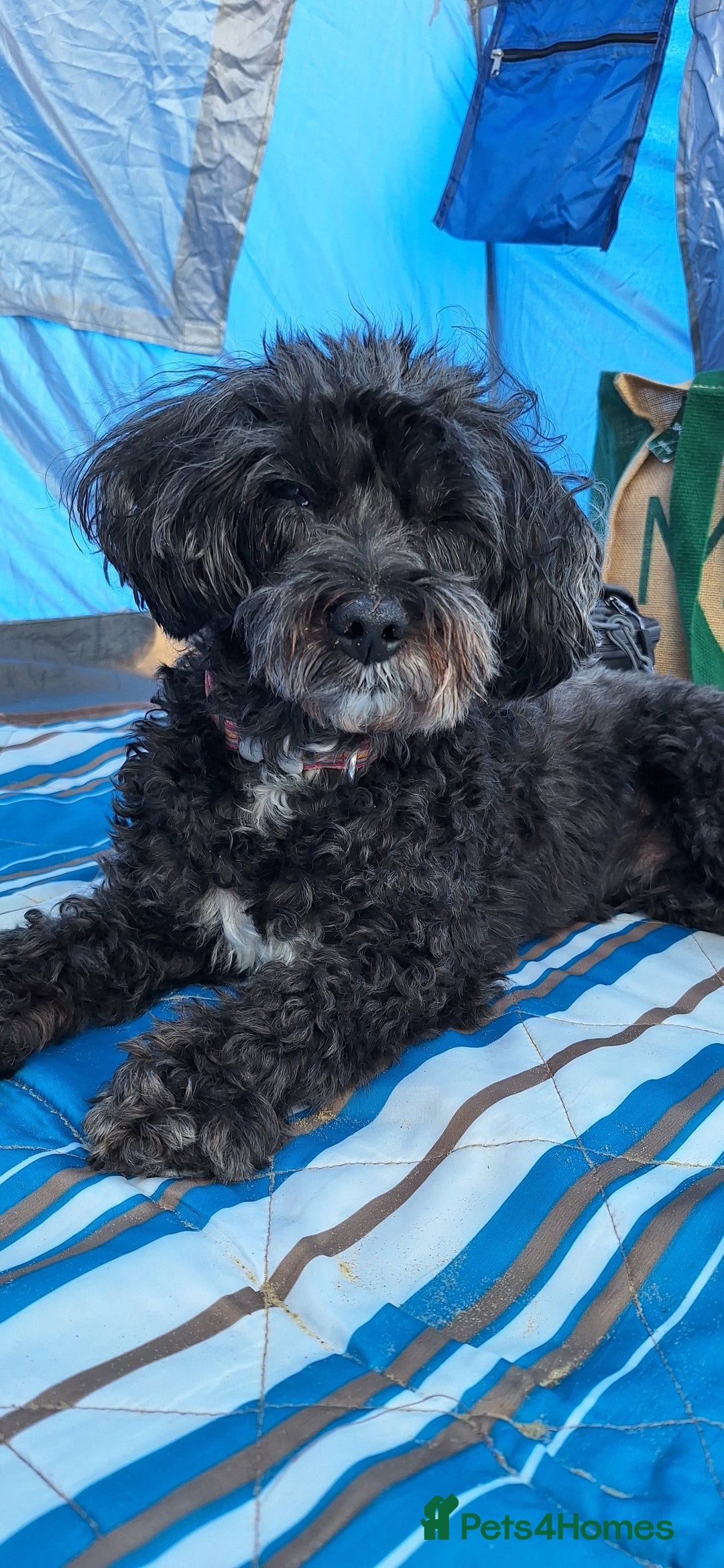 Maltipoo dogs for sale: Rosie maltipoo - Image 5